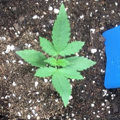 Do si dos auto  #1 Barney’s Farms  growlog timeline photo