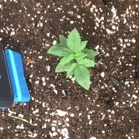 Do si dos auto  #2 Barney’s Farms growlog timeline photo