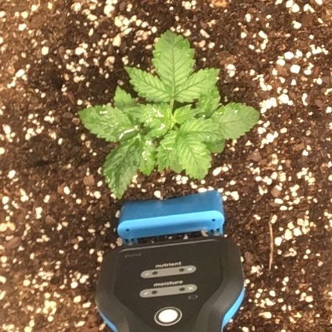 Do si dos auto  #2 Barney’s Farms growlog timeline photo