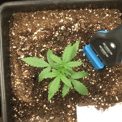 California snow Fastbuds  #2 growlog timeline photo