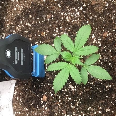 Do si dos auto  #1 Barney’s Farms  growlog timeline photo