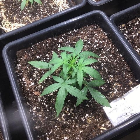 California snow Fastbuds  #2 growlog timeline photo