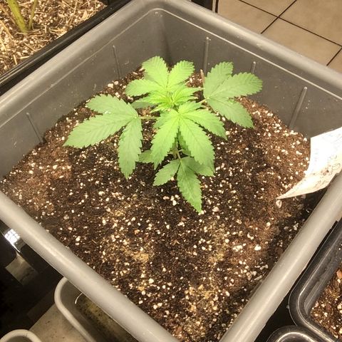 Do si dos auto  #1 Barney’s Farms  growlog timeline photo