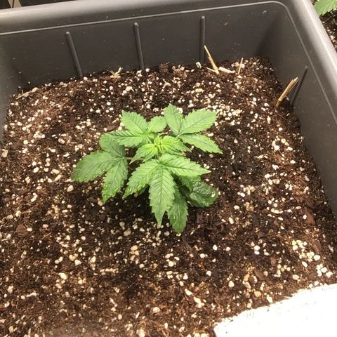 Do si dos auto  #2 Barney’s Farms growlog timeline photo