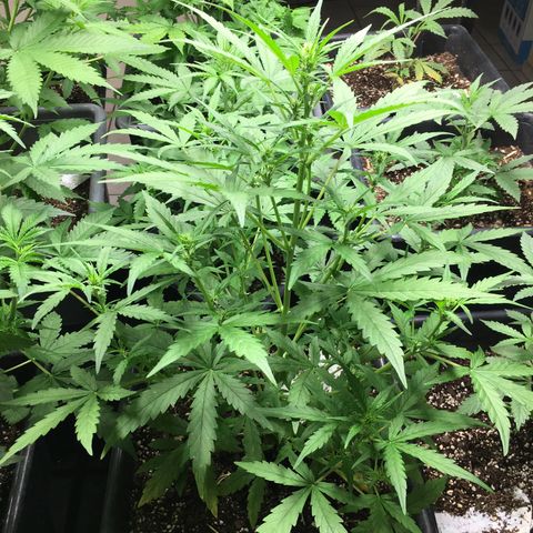 California snow Fastbuds  #2 growlog timeline photo