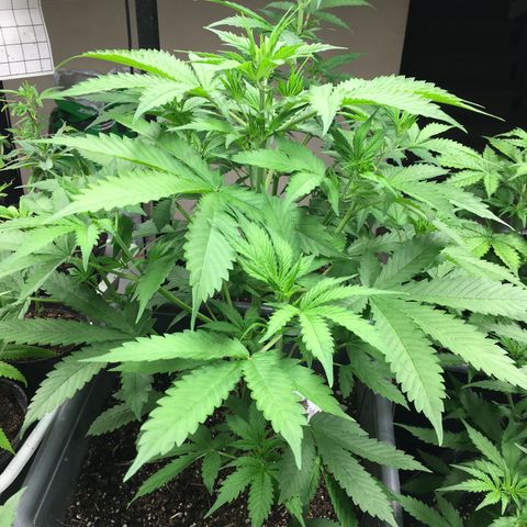 Do si dos auto  #1 Barney’s Farms  growlog timeline photo