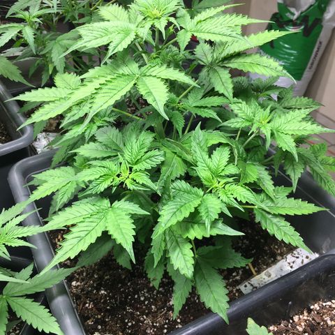 Do si dos auto  #2 Barney’s Farms growlog timeline photo