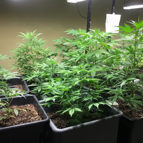 Do si dos auto  #1 Barney’s Farms  growlog timeline photo