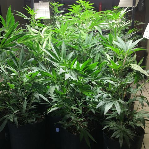 Do si dos auto  #1 Barney’s Farms  growlog timeline photo