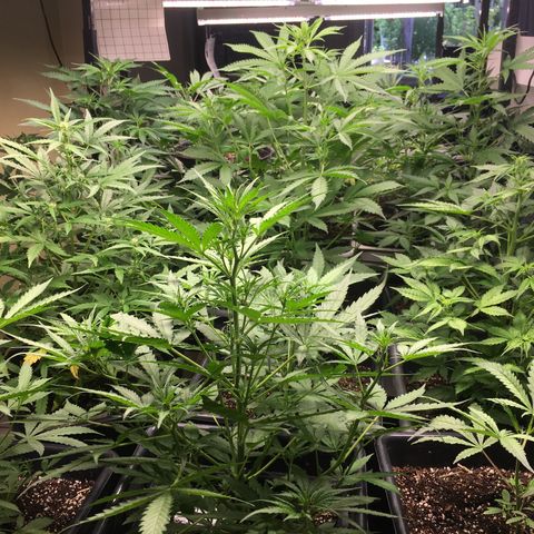 Do si dos auto  #1 Barney’s Farms  growlog timeline photo