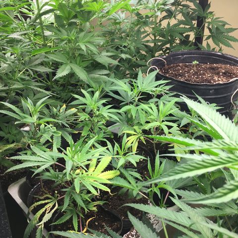 Do si dos auto  #1 Barney’s Farms  growlog timeline photo