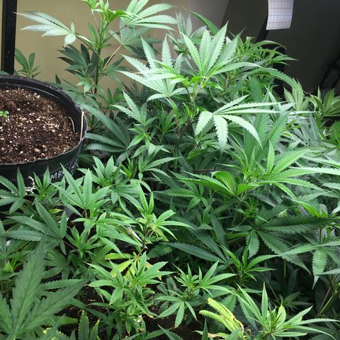Do si dos auto  #1 Barney’s Farms  growlog timeline photo