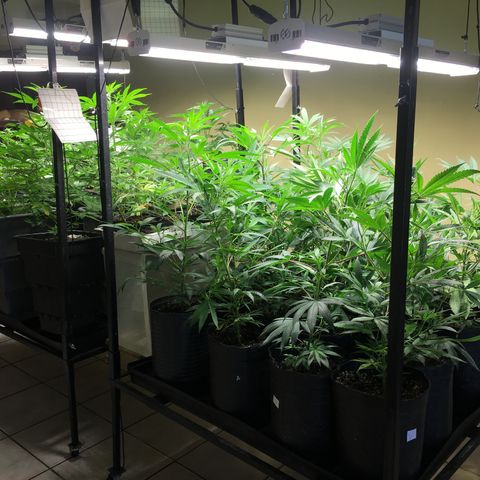 Do si dos auto  #1 Barney’s Farms  growlog timeline photo