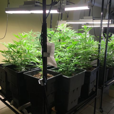 Do si dos auto  #1 Barney’s Farms  growlog timeline photo