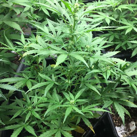 California snow Fastbuds  #2 growlog timeline photo