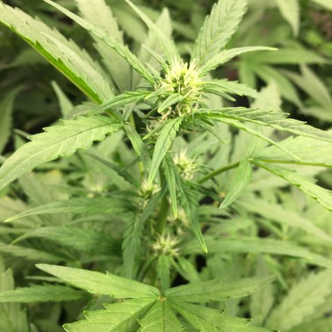 California snow Fastbuds  #2 growlog timeline photo