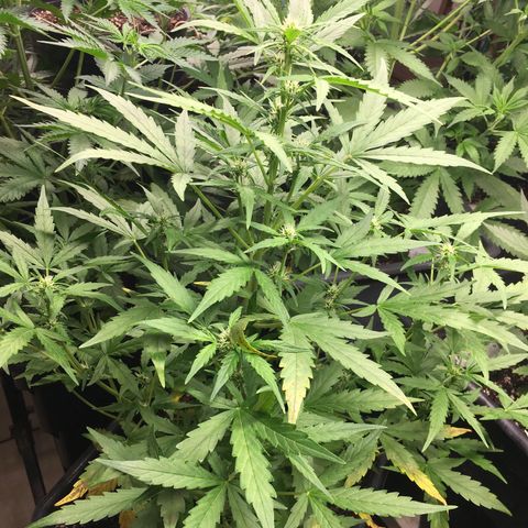 California snow Fastbuds  #2 growlog timeline photo