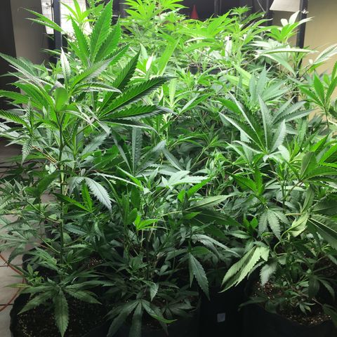 Do si dos auto  #1 Barney’s Farms  growlog timeline photo