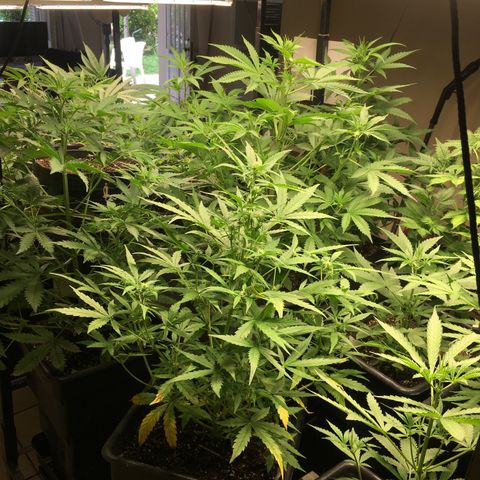 Do si dos auto  #1 Barney’s Farms  growlog timeline photo