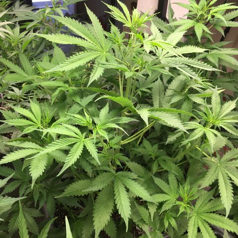 Do si dos auto  #1 Barney’s Farms  growlog timeline photo
