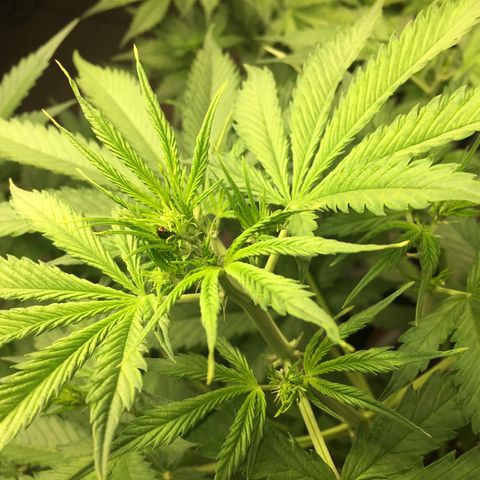 Do si dos auto  #1 Barney’s Farms  growlog timeline photo