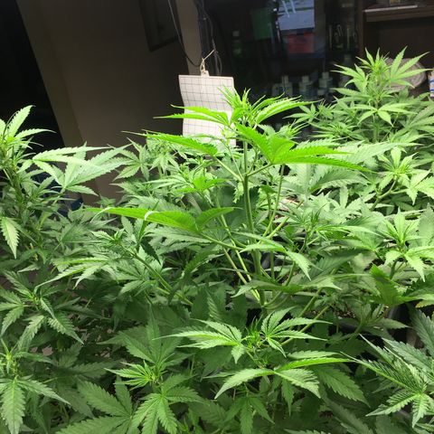 Do si dos auto  #1 Barney’s Farms  growlog timeline photo