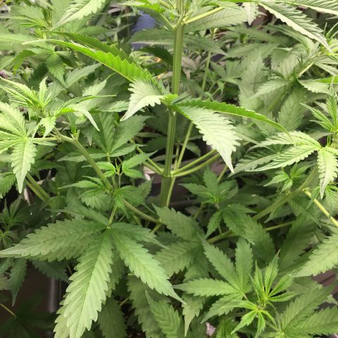 Do si dos auto  #1 Barney’s Farms  growlog timeline photo