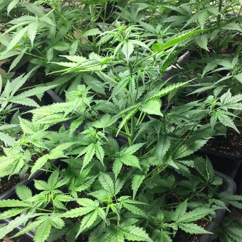 Do si dos auto  #2 Barney’s Farms growlog timeline photo