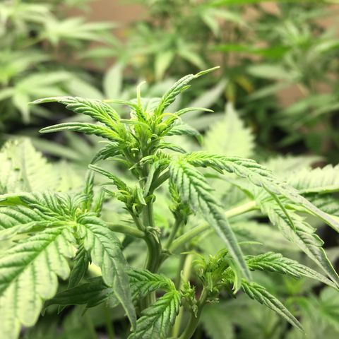 Do si dos auto  #2 Barney’s Farms growlog timeline photo
