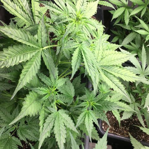 Do si dos auto  #2 Barney’s Farms growlog timeline photo