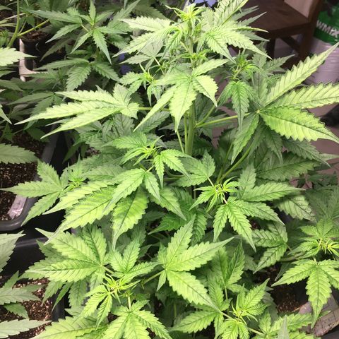 Do si dos auto  #2 Barney’s Farms growlog timeline photo