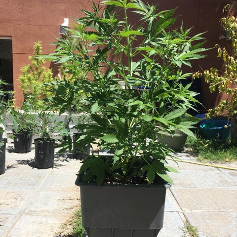 Do si dos auto  #1 Barney’s Farms  growlog timeline photo