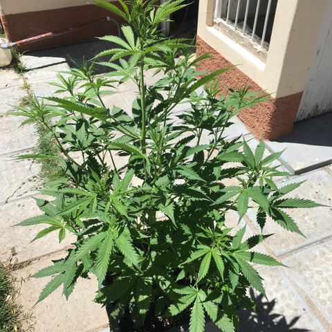 Do si dos auto  #1 Barney’s Farms  growlog timeline photo