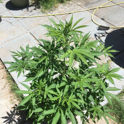 Do si dos auto  #1 Barney’s Farms  growlog timeline photo