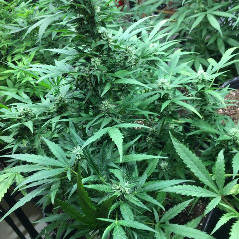 California snow Fastbuds  #2 growlog timeline photo