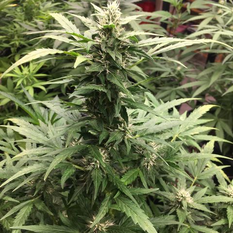 California snow Fastbuds  #2 growlog timeline photo