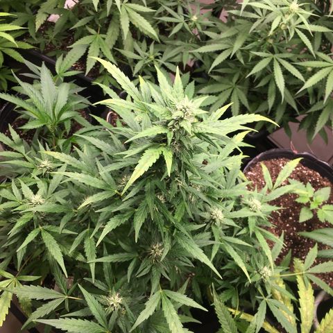 California snow Fastbuds  #2 growlog timeline photo