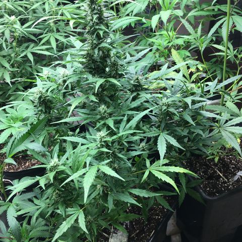 California snow Fastbuds  #2 growlog timeline photo