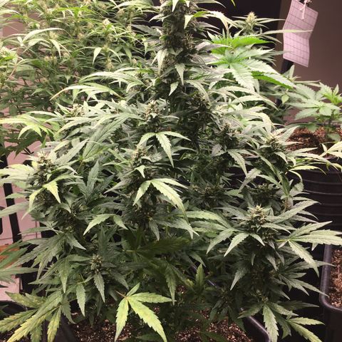 California snow Fastbuds  #2 growlog timeline photo
