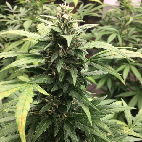 California snow Fastbuds  #2 growlog timeline photo