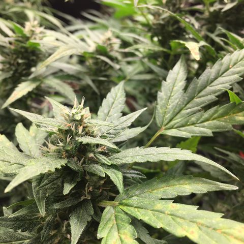California snow Fastbuds  #2 growlog timeline photo