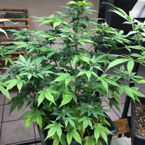 California snow Fastbuds  #2 growlog timeline photo