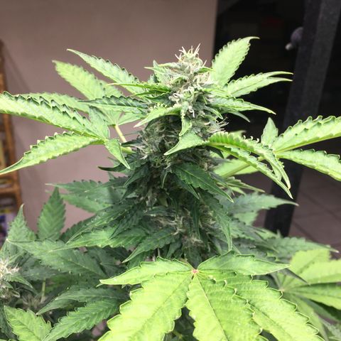 California snow Fastbuds  #2 growlog timeline photo