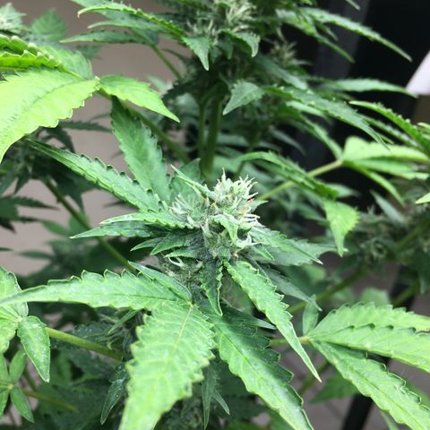 California snow Fastbuds  #2 growlog timeline photo