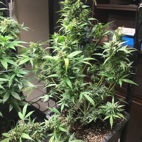 California snow Fastbuds  #2 growlog timeline photo