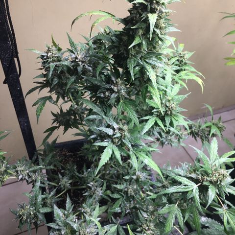 California snow Fastbuds  #2 growlog timeline photo
