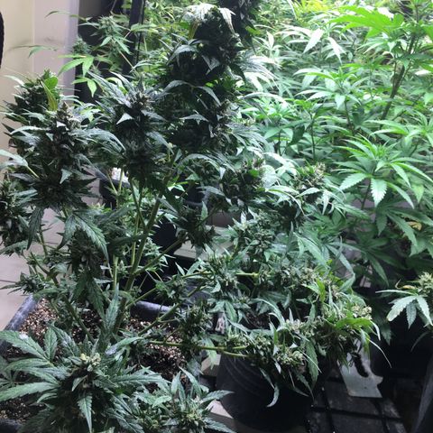 California snow Fastbuds  #2 growlog timeline photo