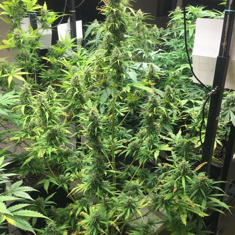 Do si dos auto  #1 Barney’s Farms  growlog timeline photo