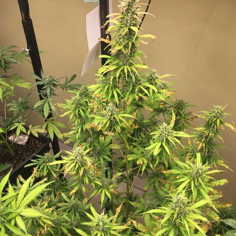 Do si dos auto  #1 Barney’s Farms  growlog timeline photo