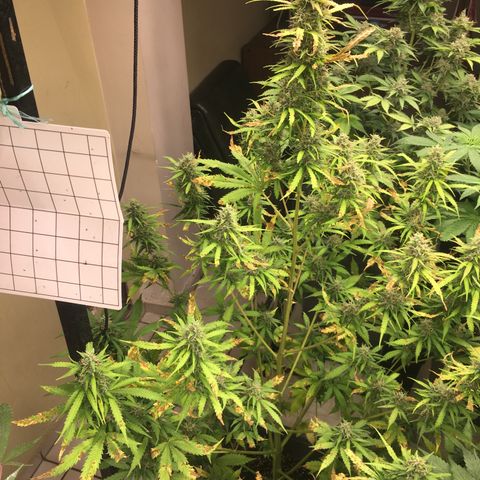 Do si dos auto  #1 Barney’s Farms  growlog timeline photo